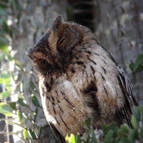  Madagascan Scops Owl